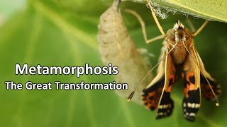 Metamorphosis  The Great Transformation [upl. by Grosz257]