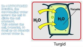 Diffusion amp Osmosis KS3  The Bio Coach [upl. by Riti]