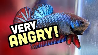 Why do betta fish fight  Why are bettas aggressive [upl. by Ailak]