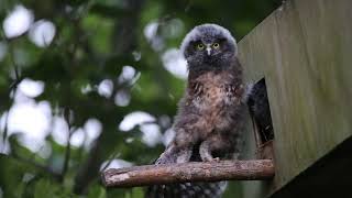 New Zealand Ruru Morepork Native Owls testing their environment [upl. by Hilde18]