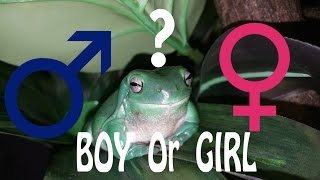 How To Determine the Gender of a Whites Tree Frog [upl. by Enihpad32]