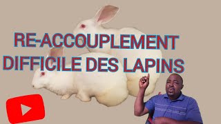 solution au problème daccouplement difficile du lapin pour les débutants  saillie croisement [upl. by Ayotan213]