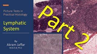 Picture tests in practical histology of lymphatic tissue part 2 [upl. by Irim]