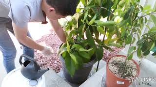 Watering White Champaca with Rice water [upl. by Marpet]