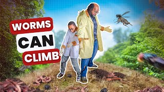 Woah Worms Have Climbing Skills  Fun Facts About Worms [upl. by Kerwin]