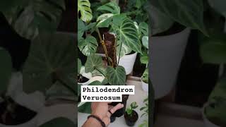 Philodendron verrucosum plants plantlover tanamanhias tanamanviral houseplants shorts [upl. by Etaner]