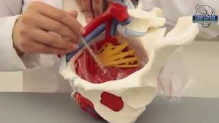 Bony Pelvis amp Pelvic Cavity Part 2 [upl. by Levona]