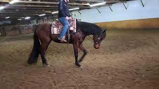 Jetto  5 year old AQHA Gelding [upl. by Shandie]