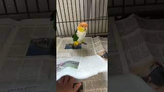 Caique Likes To Hop shorts [upl. by Bernie]