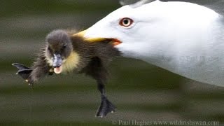 An unexpected show of hunting skills from a seagull thats attacking and eating a duckling to dine🐤🦅 [upl. by Nylidam]