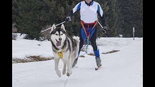 Top Dogs Skijoring [upl. by Nosnehpets]