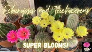 Echinopsis and Trichocereus Super Blooms  Spring 2022  cactusflowers [upl. by Ahcmis]