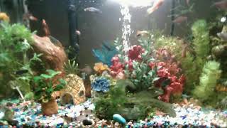 Massive 40 Gallon Community Fish Tank Live Stream Rainbow Fish Plecos Catfish Platys Mollies [upl. by Etnovaj28]