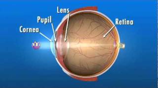 How the Eye Works [upl. by Esiled]