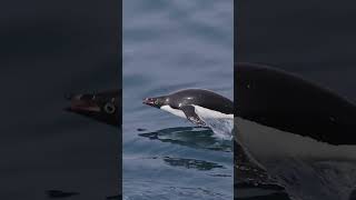 Sneak Peak at Antarctica  Lindblad Expeditions [upl. by Myrwyn]