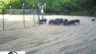 Wild Hog Trapping  Capturing 56 Hogs in Two Traps  JAGER PRO™ [upl. by Rodney]