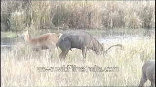 Swamp deer have a mating rendezvous  rare sight of a rare species [upl. by Beverly910]