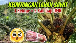 Ide Bisnis Lahan Sawit keuntungan Per 1 Hektar [upl. by Uriah]