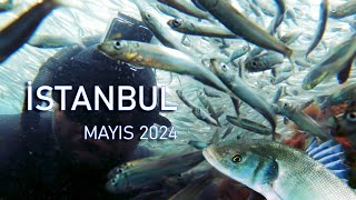 İstanbul Kıyılarında İnanılmaz Balık Sürüleri ve Levrekler  Mayıs 2024 [upl. by Hirai]