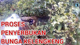 Proses Penyerbukan Alami Buah Kelengkeng [upl. by Stephens519]