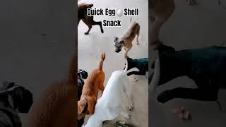 Egg Shells for your dog  Yes They Can Eat Egg Shells high in Calcium dogs eggshells dogeating [upl. by Fancy]