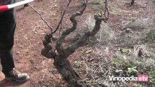 Técnicas de poda y manejo del cultivo del durazno [upl. by Porter]