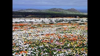 Flowering Desert of South Africa  Namaqualand Northern Cape [upl. by Yand]