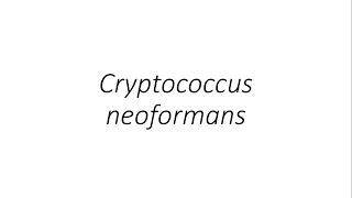 Cryptococcus neoformans  Microbiology [upl. by Skolnik]