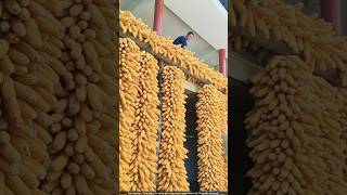 नेपाल में मक्का की खेती करके लाखों कमा रहे हैं 😨 corn cultivation [upl. by Dympha470]