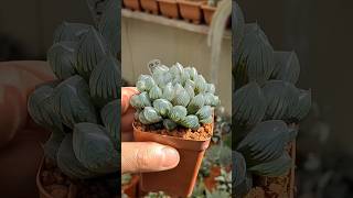 Haworthia Yamada Black haworthia plantas [upl. by Euqor]