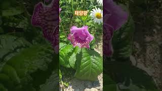 태양광 스트렙토카르푸스 streptocarpus plants flowers [upl. by Nisaj]