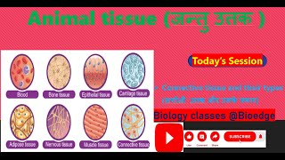 NCERT class 9 Connective tissue and their types सयोजी उत्तक और उनके प्रकार [upl. by Keith81]