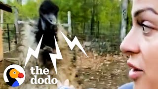 Karen The Hissing Emu Learns To Cuddle  The Dodo [upl. by Aihtyc]