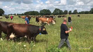 Excursie Grazersgroep Peter Oosterhof [upl. by Atinad]