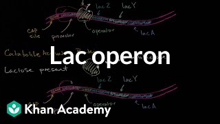 Lac operon [upl. by Atekehs]