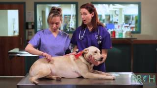 How to Check Your Pets Vital Signs [upl. by Decker]