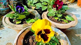 356How to grow and care Pansy flower Pansy flower ko kab lagaen aur kaise lagaen Iske bare mein [upl. by Elamaj]