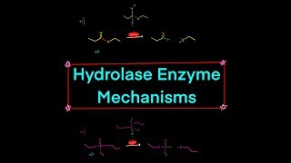 Types of Hydrolase Enzymes w Mechanisms peptidase nuclease lipase glycosylase phosphatase [upl. by Assili]