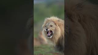 When the beast is coming africanlionsafari shortsyoutube animals lion [upl. by Ameehsat]