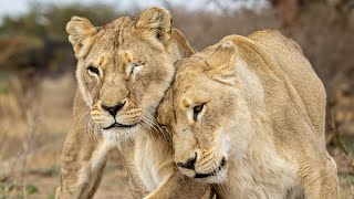 WILD LIONS in South Africa  The Lion Whisperer [upl. by Ylicic]