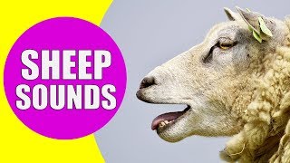 SHEEP SOUNDS FOR KIDS  Learn Baaing Bleating Yelling Screaming and Meh Sound Effects of Sheep [upl. by Maye]