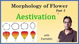 Aestivation  Morphology of Flower  Valvate  Twisted  Imbricate  Vexillary  Quincuncial [upl. by Luciano]