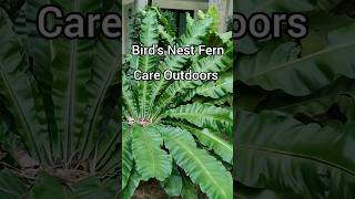 How to Care For Birds Nest Fern  purifying indoorplants plant ferns [upl. by Aonian]