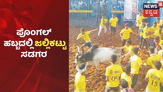 Tamil Naduನಲ್ಲಿ Pongal ಹಬ್ಬದಲ್ಲಿ Jallikattu ಕ್ರೀಡೆಯ ಸಂಭ್ರಮ  News18 Kannada [upl. by Rehteh133]