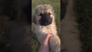 Sarplaninac puppy ❤️‍🔥💯🐻 puppy shorts viral foryou dog dogs short share [upl. by Seigel339]