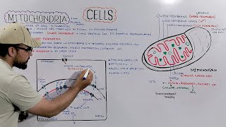 Mitochondria Structure and Functions of Mitochondria Detailed Series [upl. by Fillian]