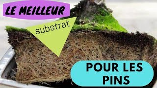 le MEILLEUR SUBSTRAT pour les PINS [upl. by Whitford]