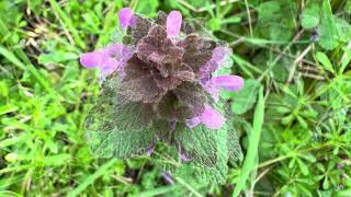 Lamium purpureum March 14 2024 [upl. by Ainegul]