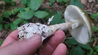 Muchomor zielonawy inaczej sromotnikowy Amanita phalloides najbardziej trujący grzyb Europy [upl. by Oad331]