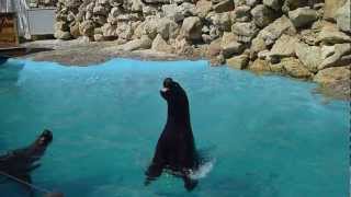 Marineland Otarie qui chante [upl. by Glenda]